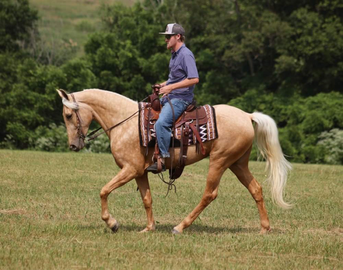 Understanding the Unique Gaits of the Tennessee Walking Horse - Happy ...